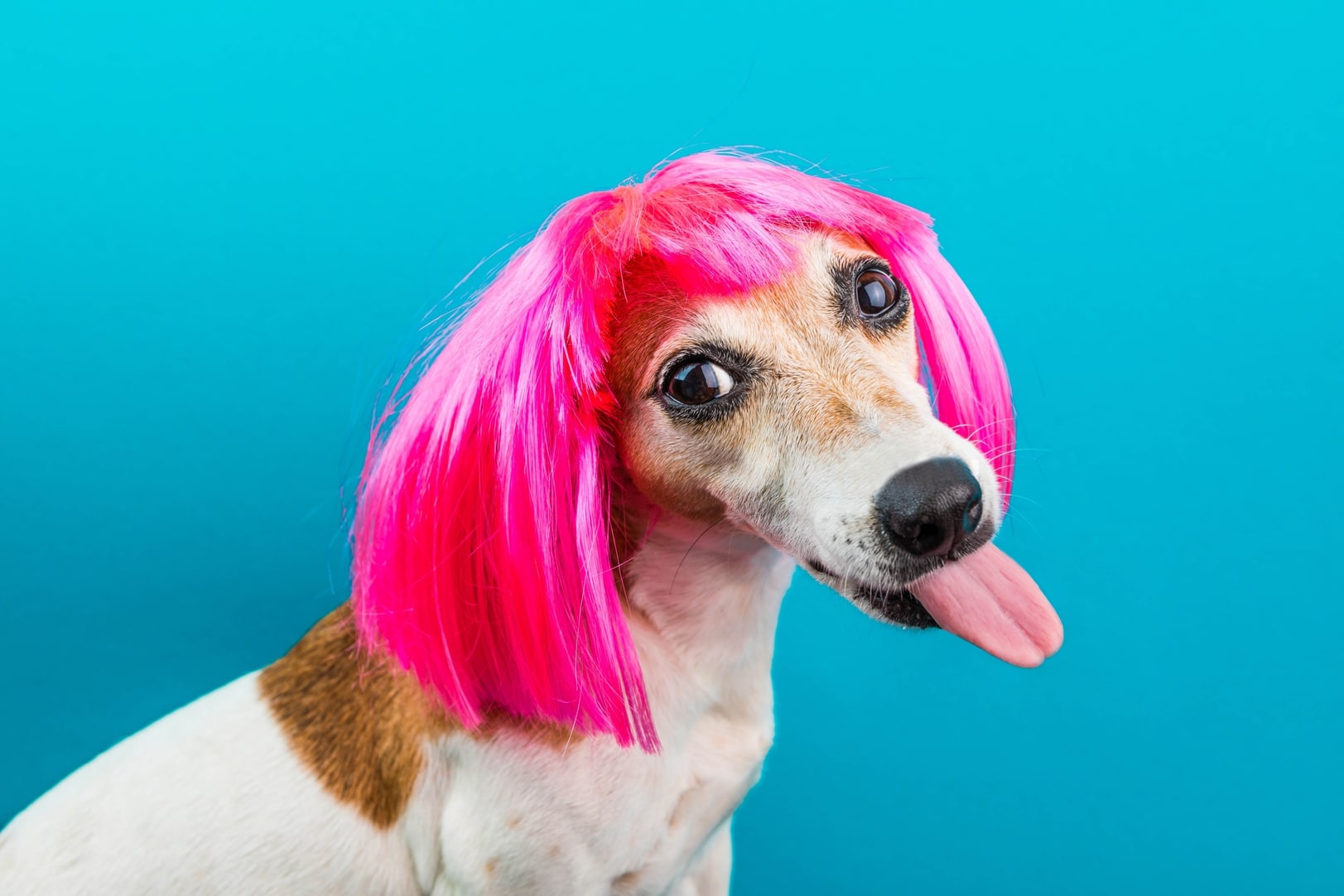 Dog wearing wig